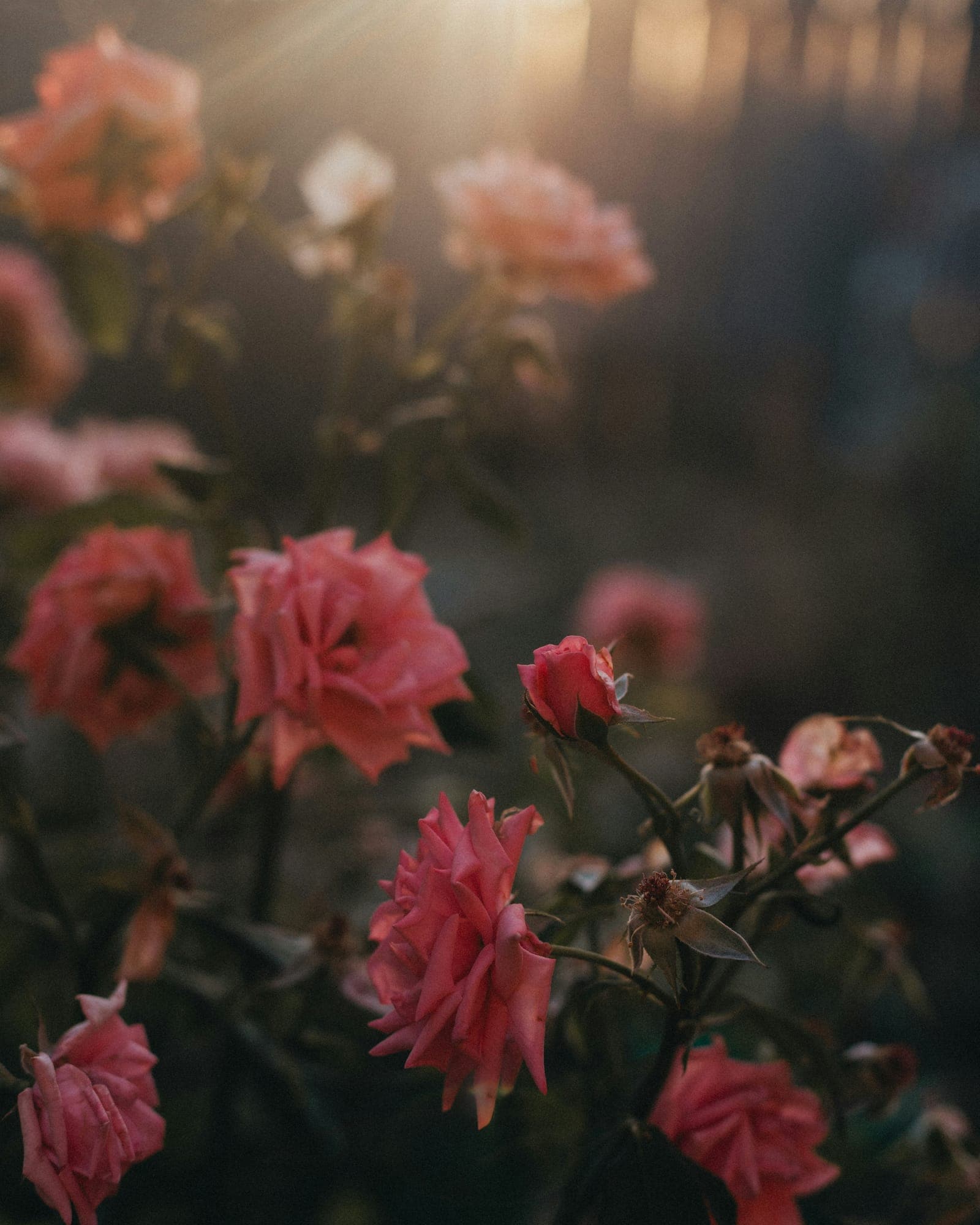 Pink roses in a garden at dusk