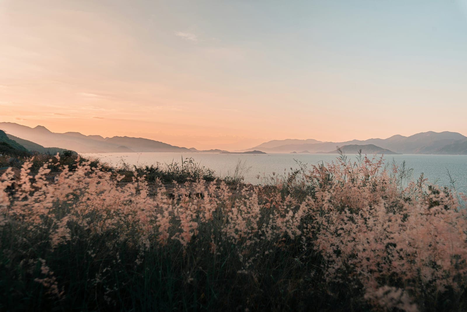 Tall grass on a hillside at sunset above the sea