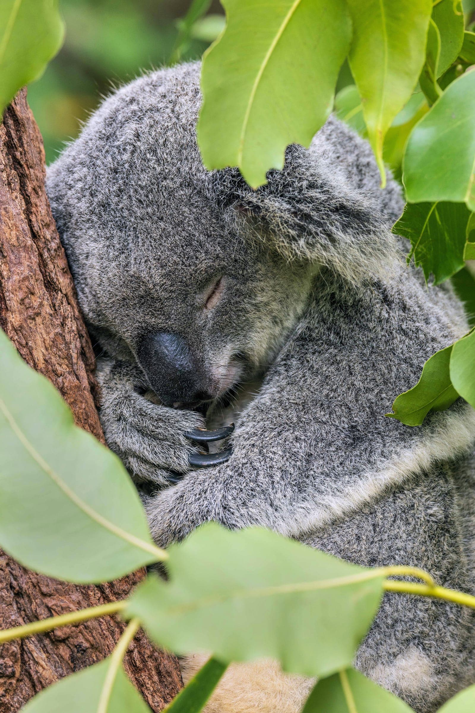 A koala asleep against a tree